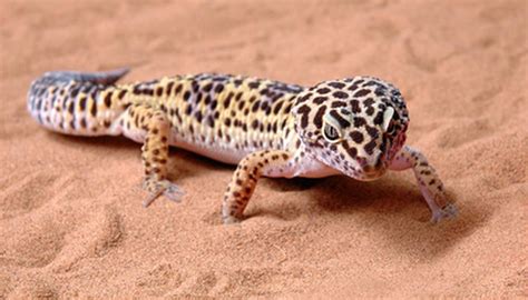 Types of Geckos in Arizona | Sciencing