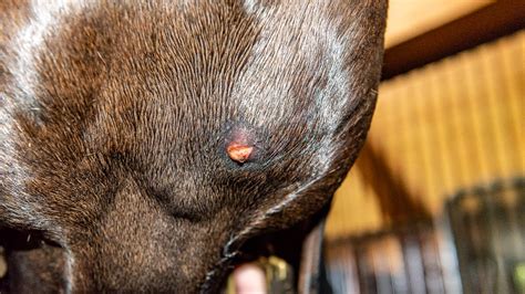 Skin Abscesses In Horses – The Horse's Advocate