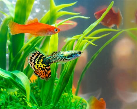 20 Different Colorful Freshwater Fish » Petsoid