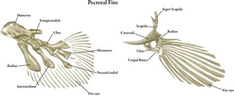 Bony Fish Anatomy Diagram