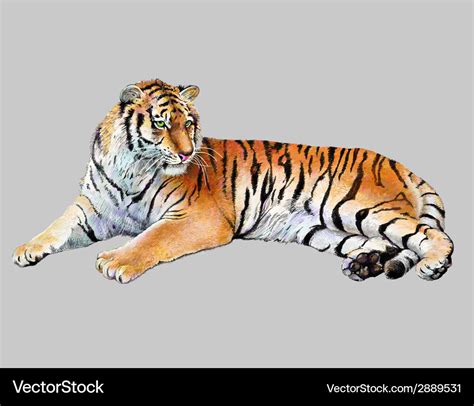 Drawing realistic of tiger Royalty Free Vector Image