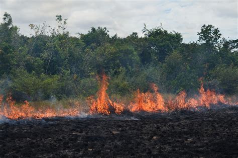 Museum ornithologist assists with Guyana fire and wildlife study | Programs and Events Calendar