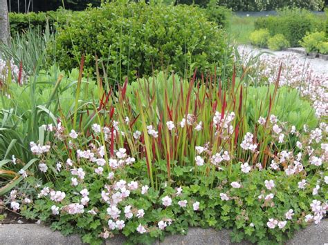 Geranium cantabrigiense 'Biokovo' - krvomočnica | PERENNIALS | Catalog ...