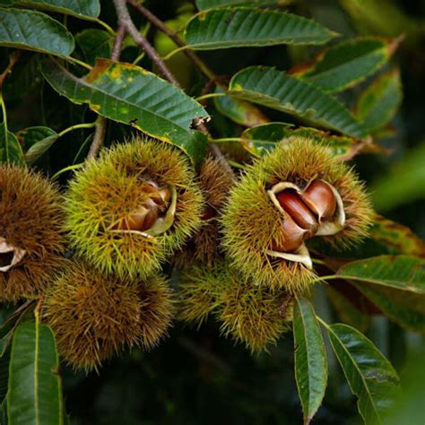 Buy affordable Chinese Chestnut trees at our online nursery - Arbor Day ...