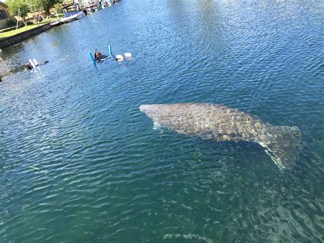 Crystal River Manatee Tours On Manatee Fun