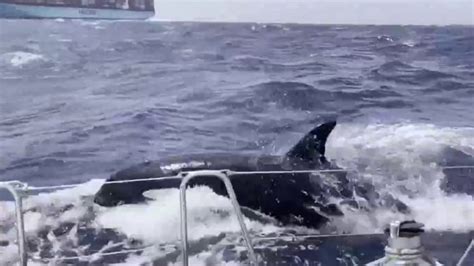 Watch: Killer whale attack caught on camera near Morocco