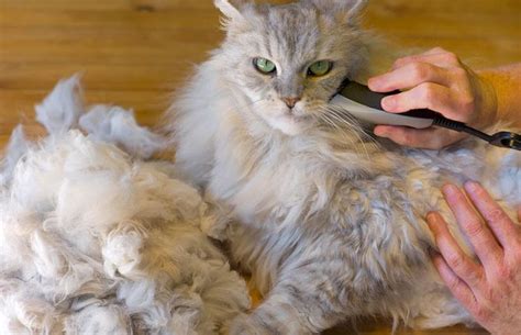 Matted Cat Hair- Causes And Cures - HereKitt.com