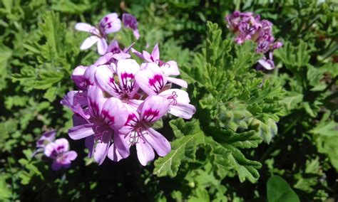 Rose Geranium, pelargonium graveolens > ikarianature essential oils ...