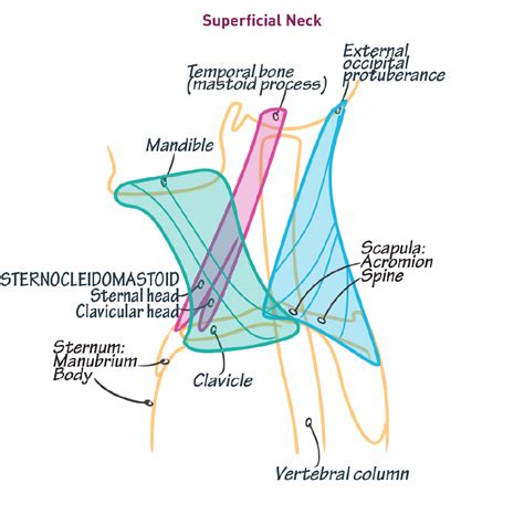 Gross Anatomy Glossary: Neck - Superficial Muscles | Draw It to Know It