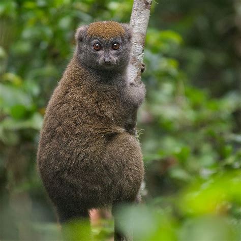 Bamboo lemur - Alchetron, The Free Social Encyclopedia