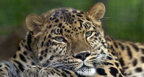 Amur Leopard Pittsburgh Zoo - Léopard de l'Amour — Wikipédia | Amur leopard, Most endangered ...