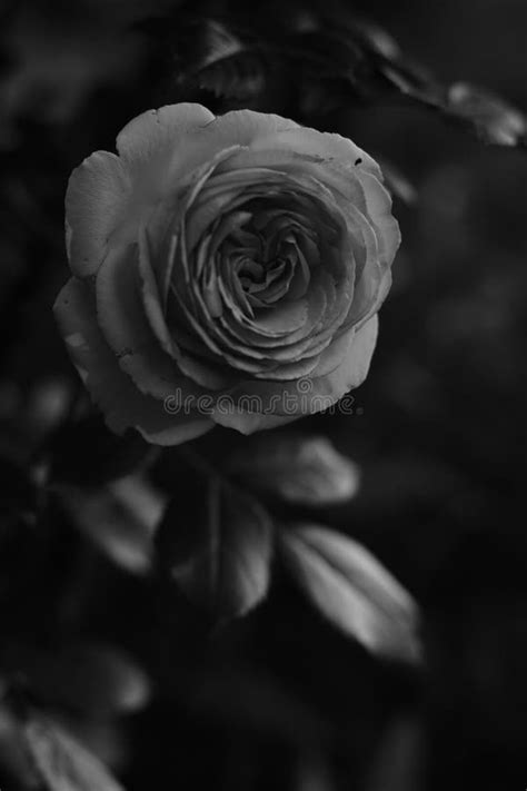 Climbing Bush Roses, Rose Flowers Grow in the Garden, Bw Photo Stock ...