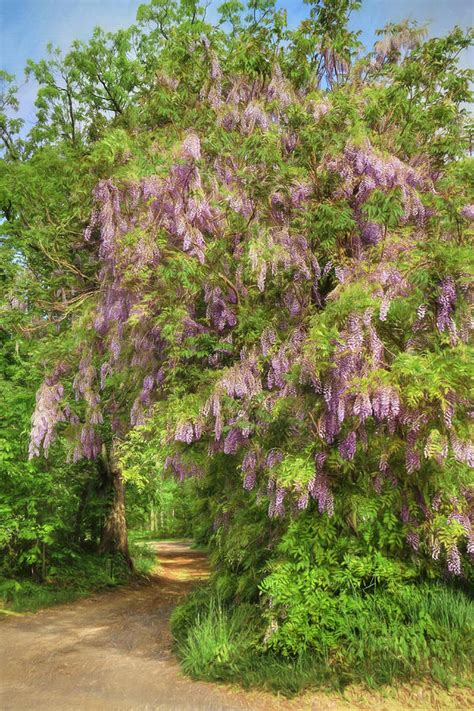 Wisteria Lane Photograph by Lori Deiter - Fine Art America