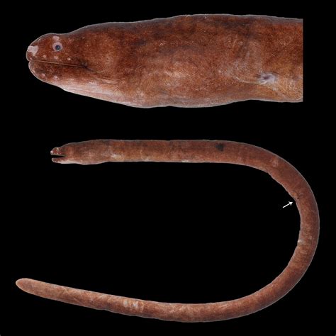 Species New to Science: [Ichthyology • 2023] Uropterygius cyamommatus • A New Moray Eel ...