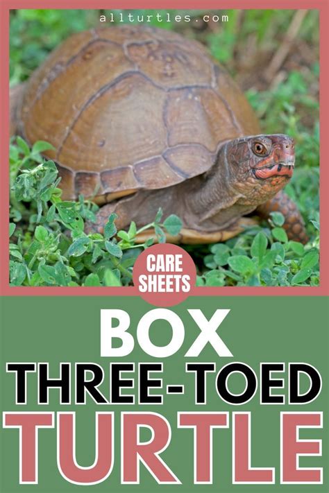 Three-toed Box Turtle Care Sheets (Family, Genus, Binomial Name, Type ...