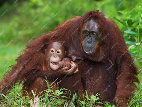 Premium Photo | Female of the orangutan with a baby on ground. indonesia. the island of ...