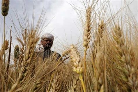 4 mln tons of local wheat targeted from upcoming harvest season: Egypt's supply minister ...