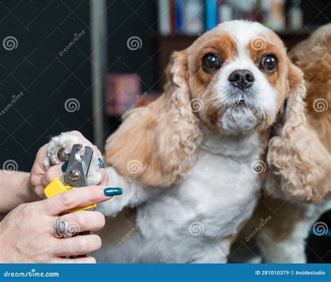 Groomer Trims the Claws of a Cavalier King Charles Spaniel in a ...