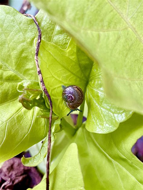 Snail in the garden. : natureporn