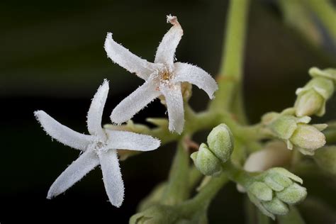 Alstonia muelleriana flowers | Alstonia muelleriana . Common… | Flickr