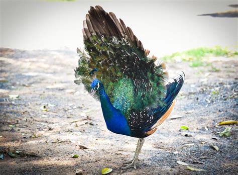 Peacock tail stock photo. Image of display, peacocks - 23259620