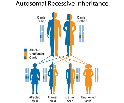 autosomal recessive inheritance | Genetics, Inheritance, Education ...