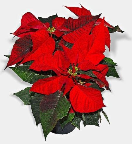 The Legend Of The Poinsettia | Mexico Craft - MommyMaleta