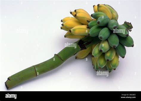 Banana sucker hi-res stock photography and images - Alamy