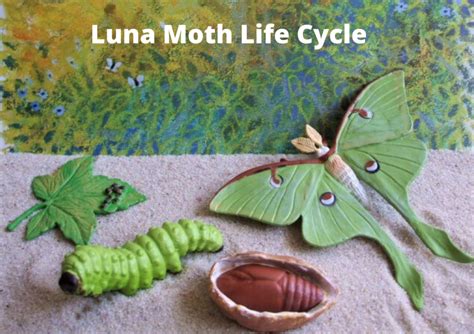 Luna Moth Life Cycle: Journey Through Stages - Animal Hype