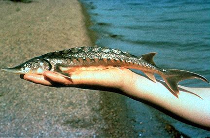 The Virtual Aquarium of Virginia Tech--Shortnose Sturgeon