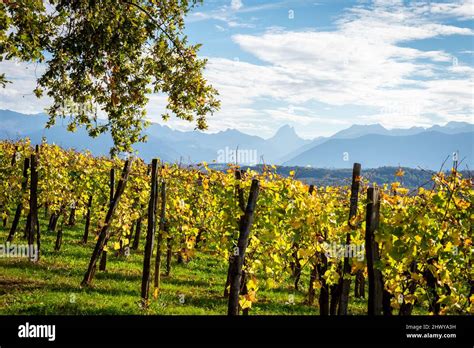 jurancon vineyards in france Stock Photo - Alamy