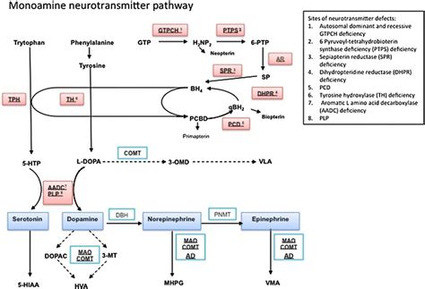 Neurotransmitter Synthesis