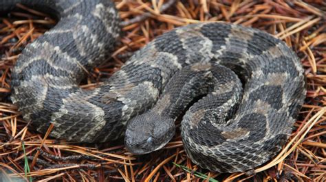 Timber Rattlesnakes in Virginia - Virginia Snake Removal in 2021 | Snake removal, Rattlesnake ...