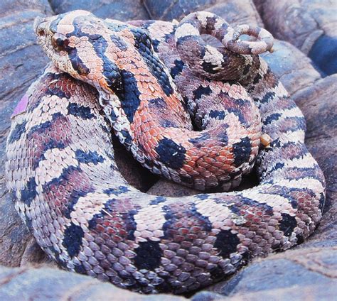 baby hognose snake-- I can only imagine how teeny he is! | Hognose snake, Snake, Cool snakes