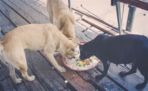 Is It Ok To Feed Stray Dogs