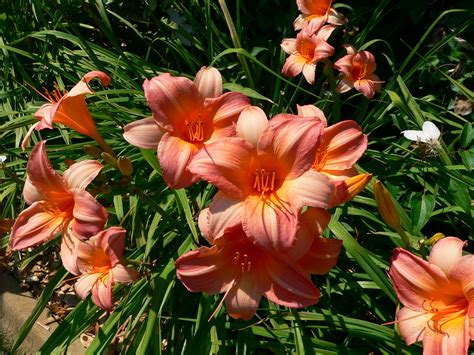 Daylilies | UMN Extension