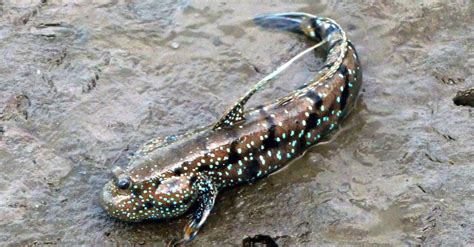 Mudskipper - A-Z Animals