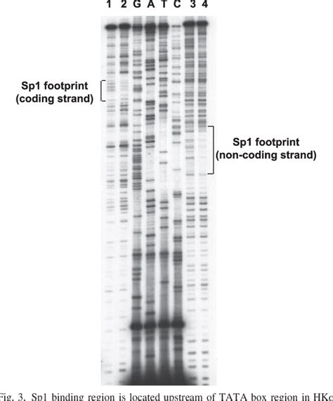 Figure 3 from The role of Sp1 in IL-1beta and H. pylori-mediated regulation of H,K-ATPase gene ...