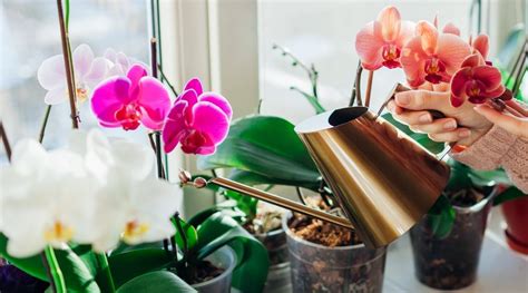 How to Correctly Water Orchids For Beautiful Blooms