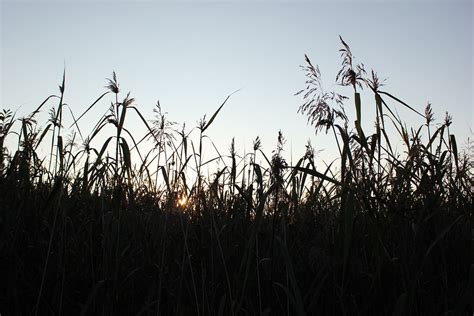 Backlighting Silhouette Seagrass - Free photo on Pixabay - Pixabay