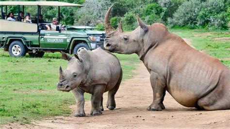 Eastern Cape Private Game Reserves - Tailormade South Africa Safaris