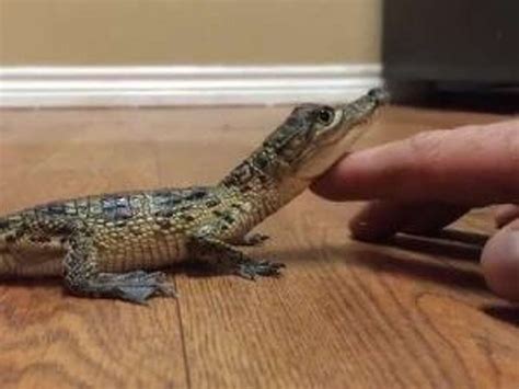 Watch: Baby crocodile likes to be pet like a kitten