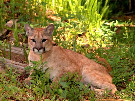 Florida Panther Cub 40x30 0404 by Bob Swanson