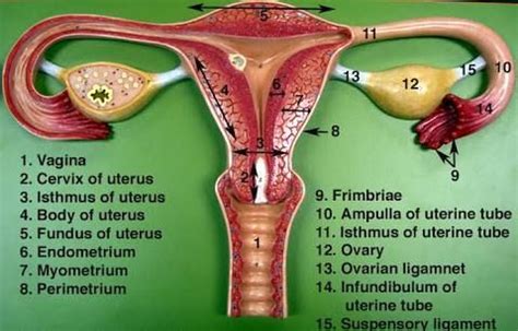 Image result for labeled female anatomy model | Female reproductive ...