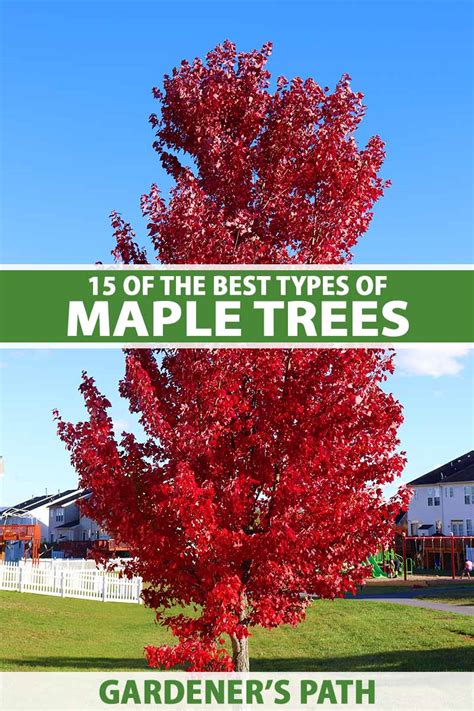 15 of the Best Types of Maple Trees to Grow at Home | Gardener’s Path