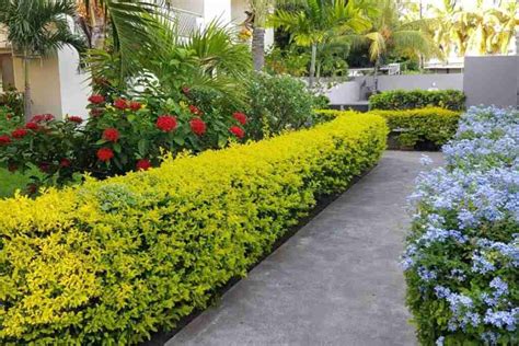 Creative Ways to Use Sheenas Gold Duranta Hedge in Your Outdoor Space