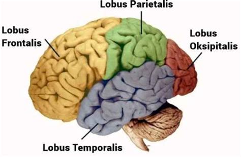 √ Fungsi Otak Besar (Cerebrum), Pengertian dan Strukturnya