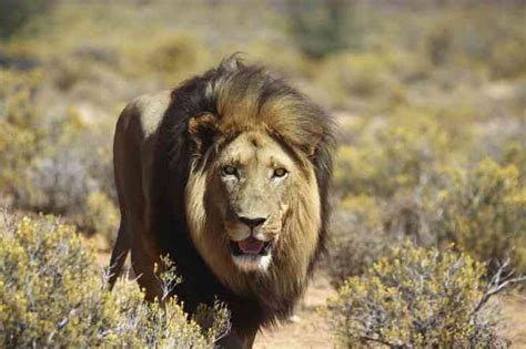 Cape Town Safari: Big 5 near Cape Town Game Reserves