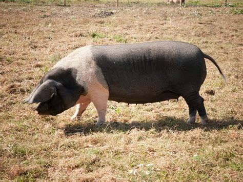 10 Best Pigs for Meat - Choosing the Right Breed - Northern Nester