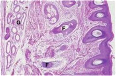 Unit 7 - 3 Histology Flashcards - Cram.com